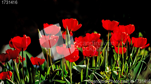 Image of Beautiful red tulips against dark backgroung