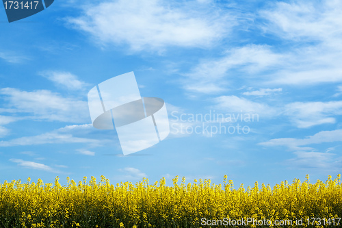Image of yellow field with blue sky