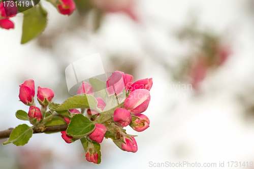 Image of spring flower with shallow focus