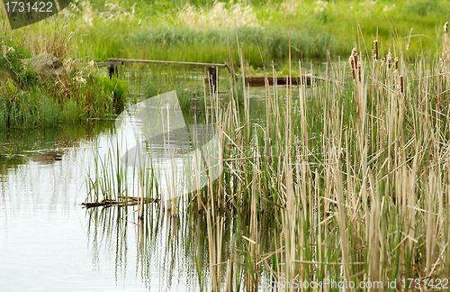 Image of reeds at the pond
