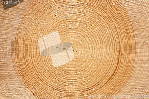 Image of slice of wood timber