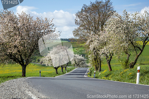 Image of road with alley of cherry trees in bloom