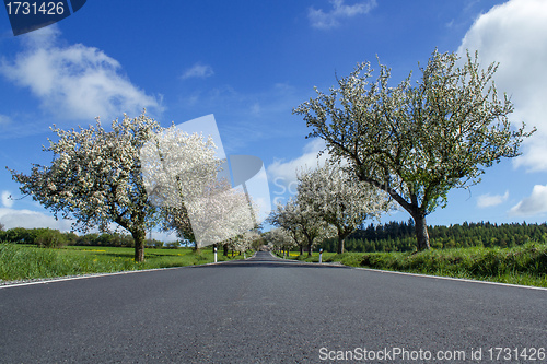 Image of road with alley of cherry trees in bloom