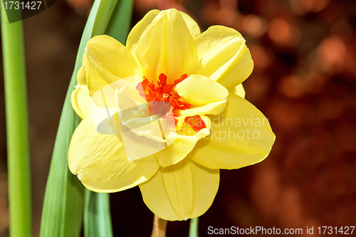 Image of narcissus flowers