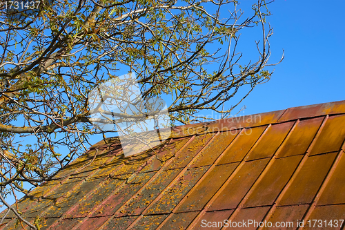 Image of Blooming walnut tree over old roof