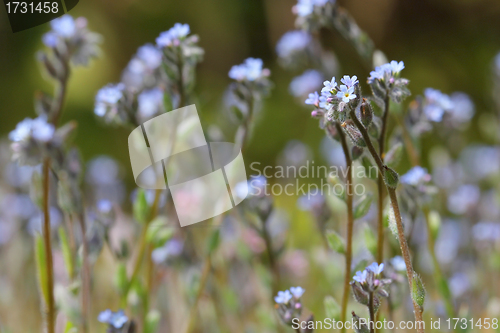 Image of Flowers of Forget-me-not (Myosotis)