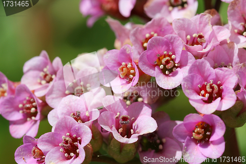 Image of Pink Bergenia Cordifolia Flowers Close Up