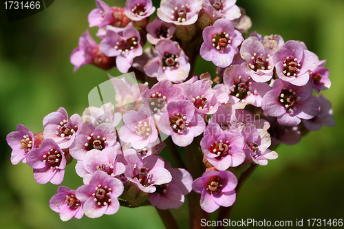 Image of Pink Bergenia cordifolia flowers at spring