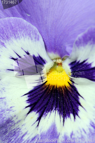 Image of Extreme Closeup on a Pansy Flower