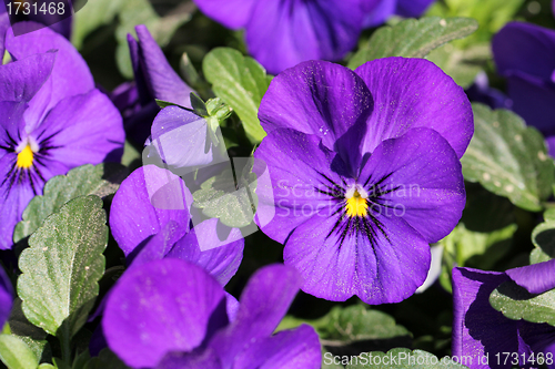 Image of Purple Pansy Flowers