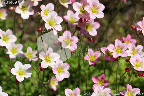 Image of Pretty pink flowers of Saxifraga arendsii