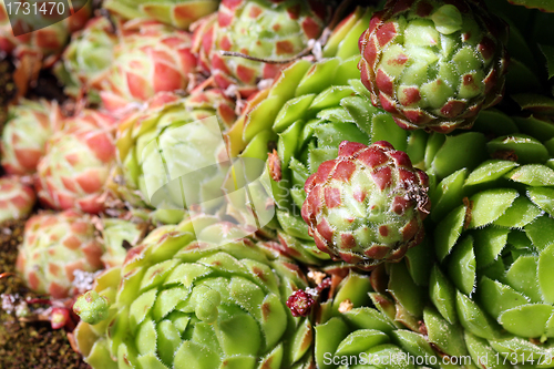Image of Sempervivum succulent close up (Hens and Chicks)