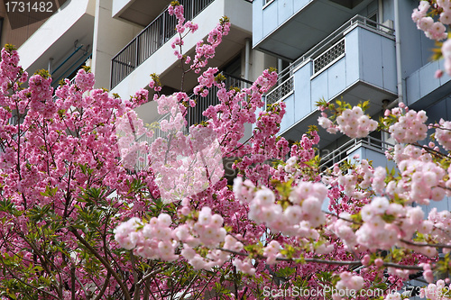 Image of Sakura in Tokyo