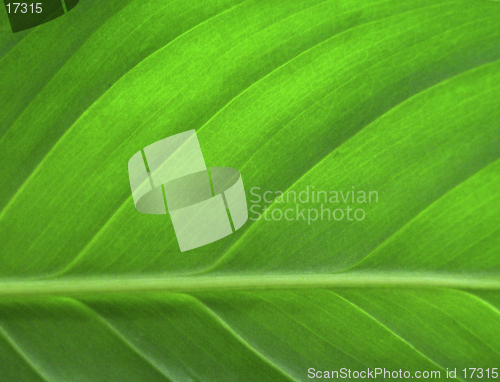 Image of Green leaf closeup