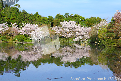 Image of Kyoto cherry blossom