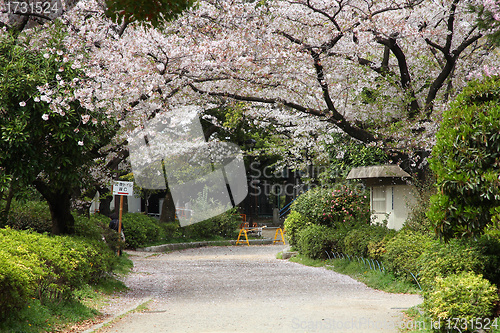 Image of Cherry blossom in Tokyo