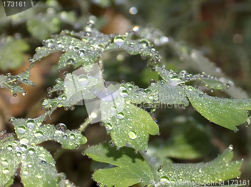 Image of Morning dew