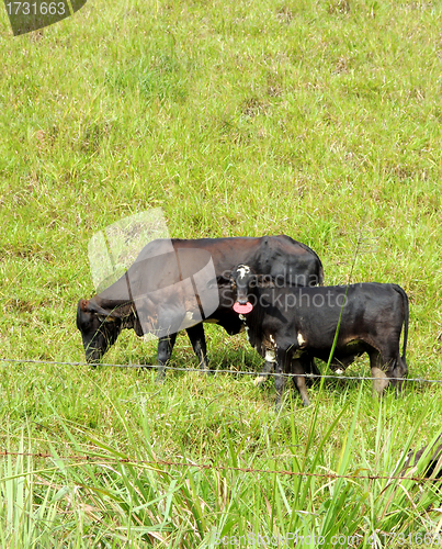 Image of Cows in the farm