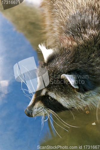 Image of Raccoon