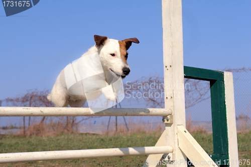 Image of jack russel terrier in agility