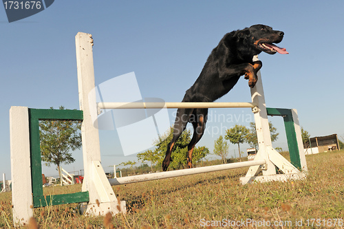 Image of beauceron in agility