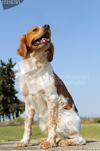 Image of brittany spaniel