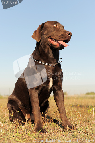 Image of labrador retriever