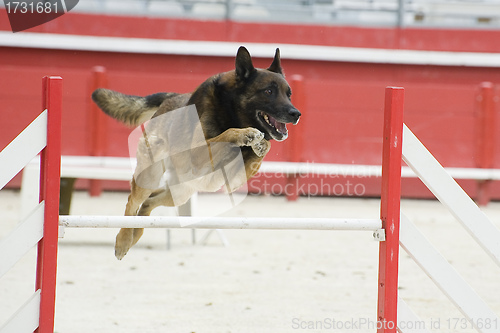 Image of jumping malinois