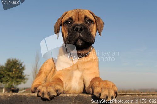 Image of puppy Bull Mastiff