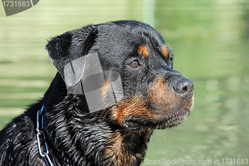 Image of wet rottweiler