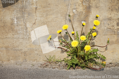 Image of Urban Dandelions