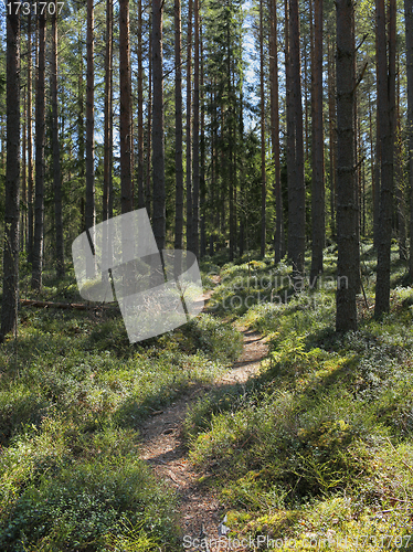 Image of Forest Trail