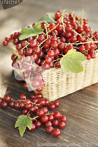 Image of Red Currants