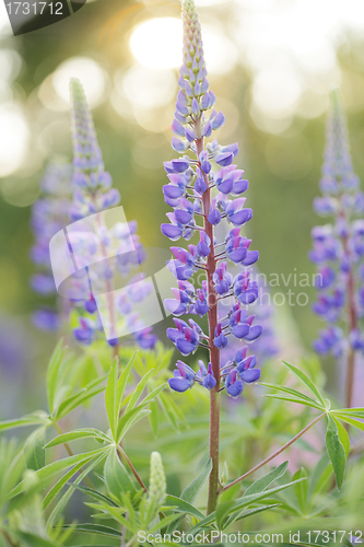 Image of Wild Lupines