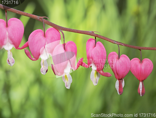 Image of Old-Fashioned bleeding-heart