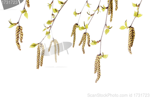 Image of Birch Flowers