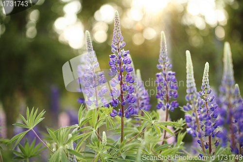 Image of Wild Lupines