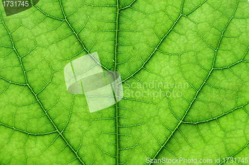 Image of green leaf macro