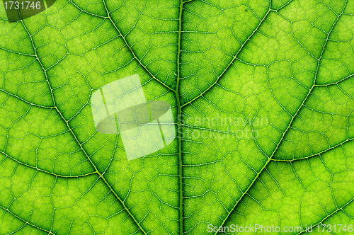 Image of green leaf macro