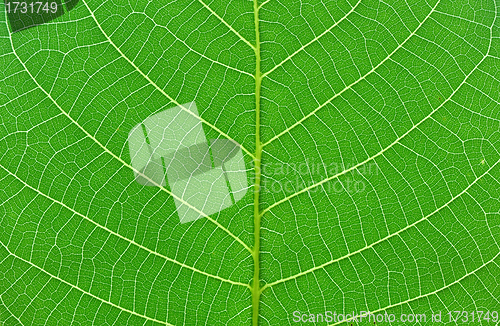 Image of green leaf macro