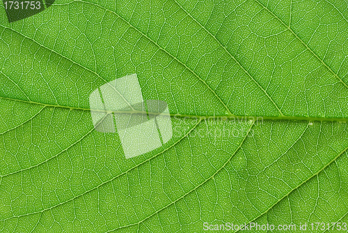 Image of green leaf macro