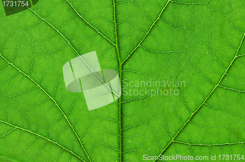 Image of green leaf macro