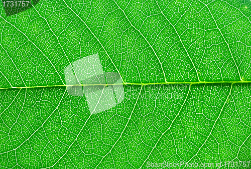 Image of green leaf macro