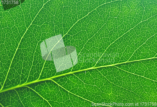 Image of green leaf macro