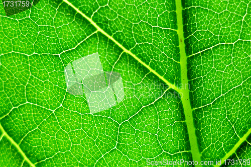 Image of green leaf macro