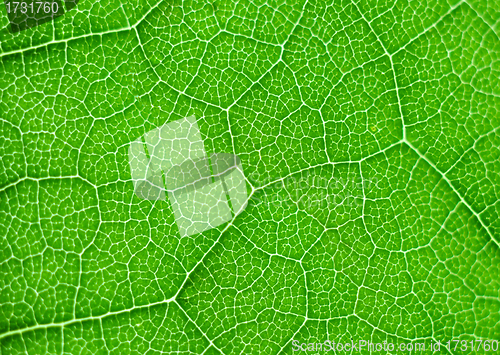 Image of green leaf macro