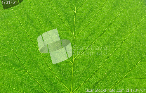 Image of green leaf macro