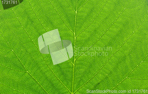 Image of green leaf macro