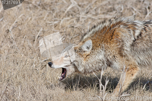 Image of Snarling Coyote