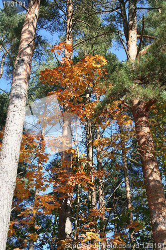 Image of Autumn colours